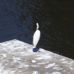Ardea alba at Moollattoo, NSW - 10 Mar 2024 01:18 PM