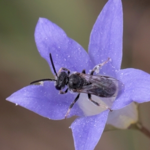 Lasioglossum sp. (genus) at Croke Place Grassland (CPG) - 16 Mar 2024