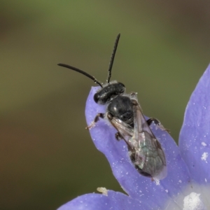 Lasioglossum sp. (genus) at McKellar, ACT - 16 Mar 2024 02:01 PM