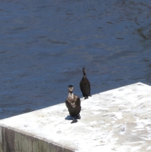 Phalacrocorax sulcirostris at Moollattoo, NSW - 10 Mar 2024