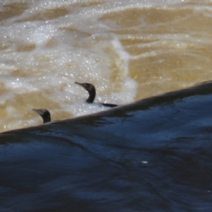 Phalacrocorax sulcirostris at Moollattoo, NSW - 10 Mar 2024