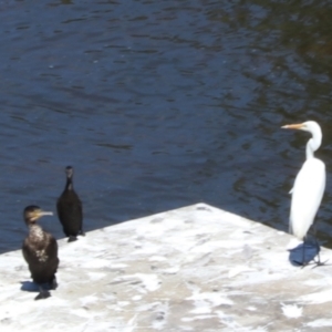 Phalacrocorax sulcirostris at Moollattoo, NSW - 10 Mar 2024