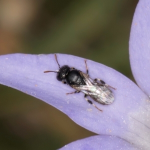 Hylaeus (Prosopisteron) sp. (genus & subgenus) at Dawn Crescent Grassland (DCG) - 16 Mar 2024