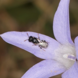 Hylaeus (Prosopisteron) sp. (genus & subgenus) at Dawn Crescent Grassland (DCG) - 16 Mar 2024