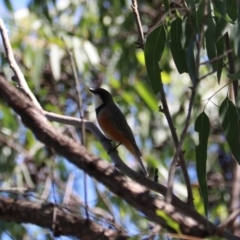 Pachycephala rufiventris (Rufous Whistler) at Moollattoo, NSW - 10 Mar 2024 by Rixon