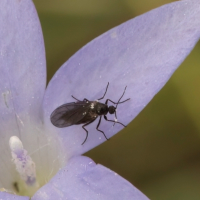 Bibionomorpha (infraorder) (Unidentified Gnat, Gall Midge or March Fly) at Lawson North Grasslands - 16 Mar 2024 by kasiaaus