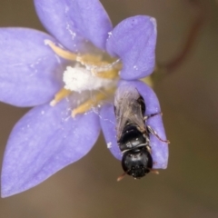 Hylaeus (Prosopisteron) sp. (genus & subgenus) (Masked Bee) at Lawson North Grasslands - 16 Mar 2024 by kasiaaus