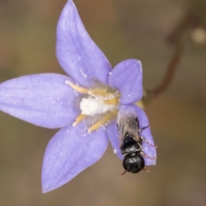 Hylaeus (Prosopisteron) sp. (genus & subgenus) at Dawn Crescent Grassland (DCG) - 16 Mar 2024