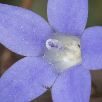 Thysanoptera (order) (Thrips) at Lawson, ACT - 16 Mar 2024 by kasiaaus