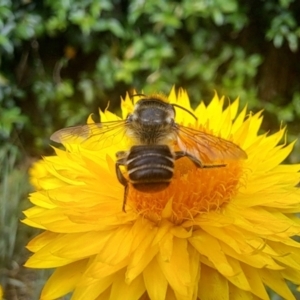 Megachile (Eutricharaea) macularis at Chapman, ACT - 1 Mar 2024