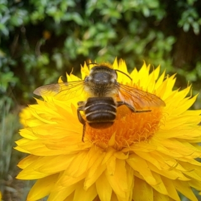 Megachile (Eutricharaea) macularis (Leafcutter bee, Megachilid bee) at Chapman, ACT - 1 Mar 2024 by CraigW