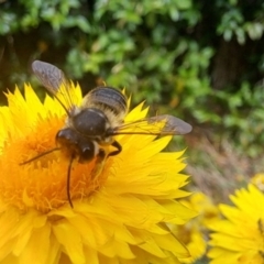 Megachile (Eutricharaea) macularis at Chapman, ACT - 1 Mar 2024