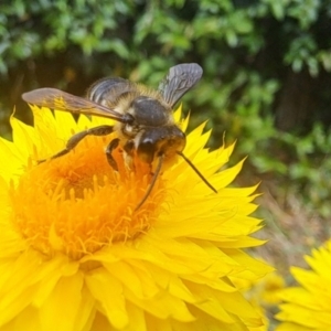 Megachile (Eutricharaea) macularis at Chapman, ACT - 1 Mar 2024