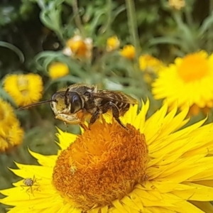 Megachile (Eutricharaea) macularis at Chapman, ACT - 1 Mar 2024