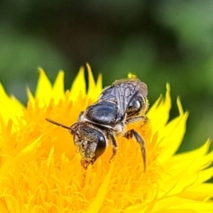 Lasioglossum (Chilalictus) sp. (genus & subgenus) at Chapman, ACT - 1 Mar 2024