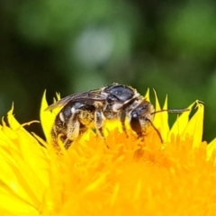 Lasioglossum (Chilalictus) sp. (genus & subgenus) at Chapman, ACT - 1 Mar 2024