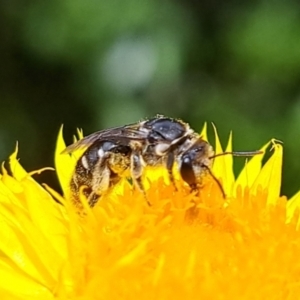 Lasioglossum (Chilalictus) sp. (genus & subgenus) at Chapman, ACT - 1 Mar 2024