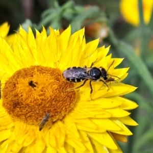 Lasioglossum (Chilalictus) sp. (genus & subgenus) at Chapman, ACT - 1 Mar 2024