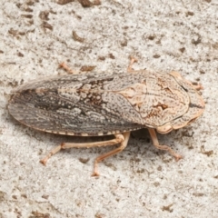 Stenocotis depressa (Leafhopper) at Ainslie, ACT - 13 Mar 2024 by jb2602