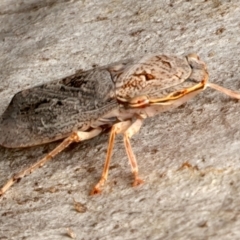 Stenocotis depressa at Mount Ainslie - 13 Mar 2024 05:17 PM