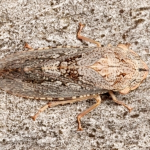 Stenocotis depressa at Mount Ainslie - 13 Mar 2024 05:17 PM