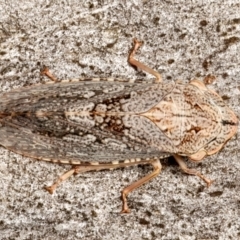 Stenocotis depressa at Mount Ainslie - 13 Mar 2024 05:17 PM