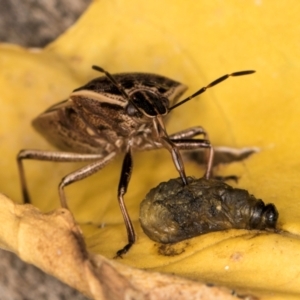 Cermatulus nasalis at Melba, ACT - 16 Mar 2024