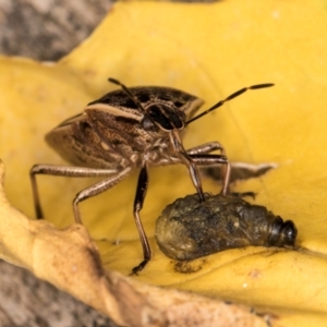 Cermatulus nasalis at Melba, ACT - 16 Mar 2024