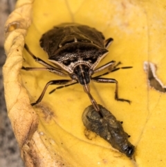 Cermatulus nasalis at Melba, ACT - 16 Mar 2024