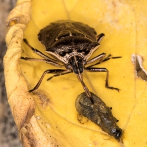 Cermatulus nasalis at Melba, ACT - 16 Mar 2024 03:22 PM