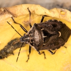 Cermatulus nasalis at Melba, ACT - 16 Mar 2024