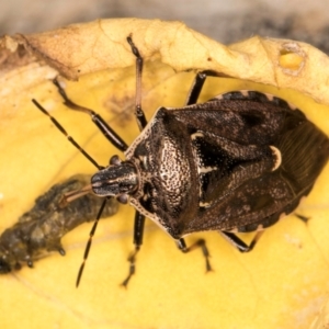 Cermatulus nasalis at Melba, ACT - 16 Mar 2024