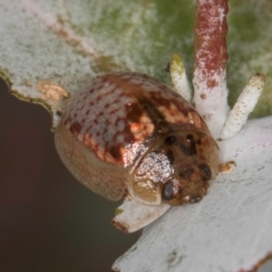 Paropsisterna m-fuscum at Dawn Crescent Grassland (DCG) - 16 Mar 2024