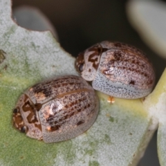 Paropsisterna m-fuscum (Eucalyptus Leaf Beetle) at Dawn Crescent Grassland (DCG) - 16 Mar 2024 by kasiaaus