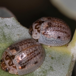 Paropsisterna m-fuscum at Dawn Crescent Grassland (DCG) - 16 Mar 2024