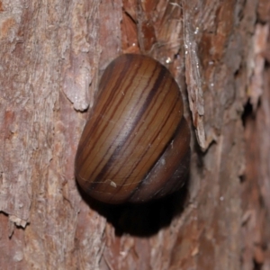 Sphaerospira fraseri at Capalaba, QLD - 17 Mar 2024