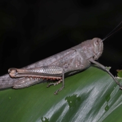 Valanga irregularis (Hedge Grasshopper) at Capalaba, QLD - 17 Mar 2024 by TimL