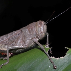 Valanga irregularis at Capalaba, QLD - 17 Mar 2024