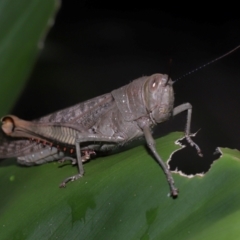 Valanga irregularis at Capalaba, QLD - 17 Mar 2024