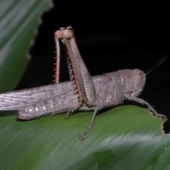 Valanga irregularis at Capalaba, QLD - 17 Mar 2024