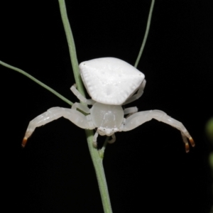 Thomisus spectabilis at Capalaba, QLD - 17 Mar 2024