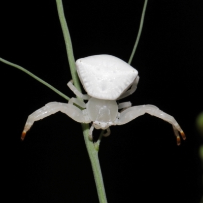 Thomisus spectabilis at Capalaba, QLD - 17 Mar 2024 by TimL