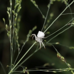 Thomisus spectabilis at Capalaba, QLD - 17 Mar 2024 11:18 AM