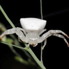 Thomisus spectabilis at Capalaba, QLD - 17 Mar 2024