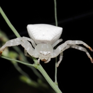 Thomisus spectabilis at Capalaba, QLD - 17 Mar 2024 11:18 AM