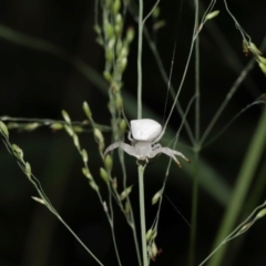 Thomisus spectabilis at Capalaba, QLD - 17 Mar 2024