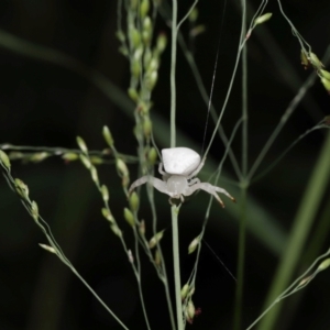 Thomisus spectabilis at Capalaba, QLD - 17 Mar 2024 11:18 AM