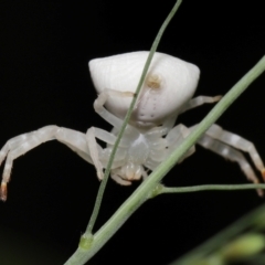 Thomisus spectabilis at Capalaba, QLD - 17 Mar 2024