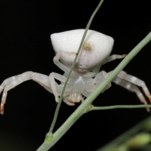 Thomisus spectabilis at Capalaba, QLD - 17 Mar 2024 11:18 AM