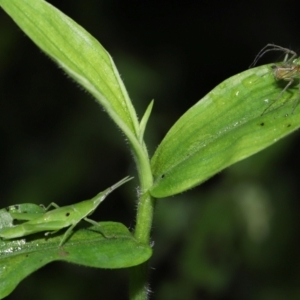 Atractomorpha similis at Capalaba, QLD - 17 Mar 2024